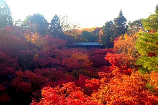 東福寺紅葉15見ごろの時期は ライトアップは 混雑は